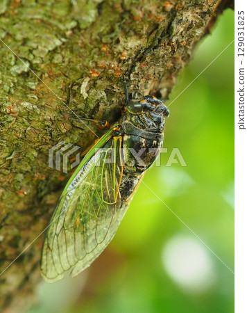 暑假形象(Kumazemi) 暑假形象(Kumazemi) 129031825