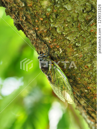 暑假形象(Kumazemi) 暑假形象(Kumazemi) 129031826