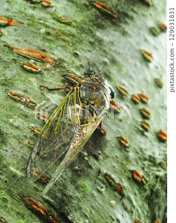 暑假形象(Kumazemi) 暑假形象(Kumazemi) 129031831