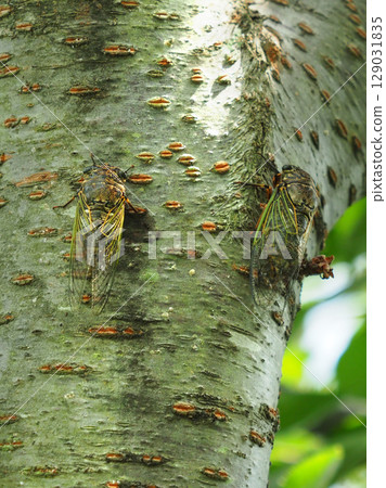 暑假形象(Kumazemi) 暑假形象(Kumazemi) 129031835