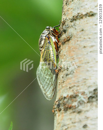 Summer vacation image (Kumazemi) Summer vacation image (Kumazemi) 129031839