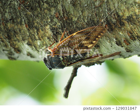 Summer image (Cicada/Brown cicada) 129031847