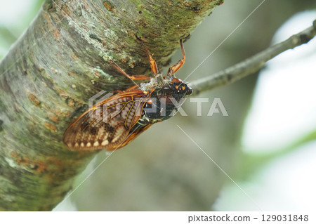 Summer image (Cicada/Brown cicada) 129031848