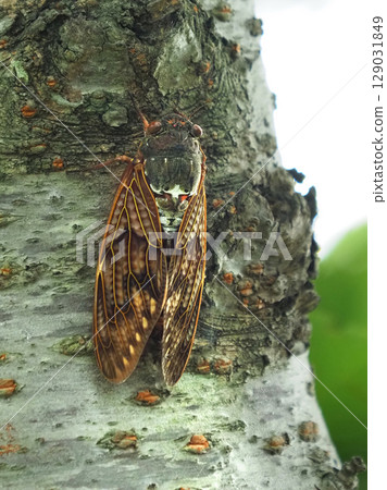 Summer image (Cicada/Brown cicada) 129031849