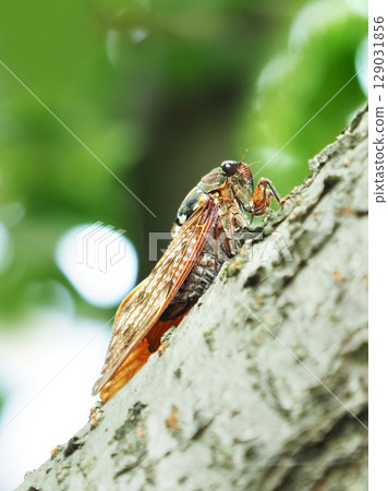 Summer image (Cicada/Brown cicada) Summer image (Cicada/Brown cicada) 129031856