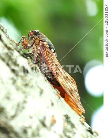 夏日意象(蟬/棕蟬) 夏日意象(蟬/棕蟬) 129031857