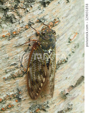 夏日意象（蟬/棕蟬） 129031858