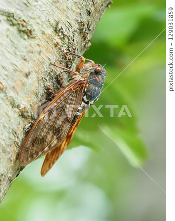 Summer image (Cicada/Brown cicada) 129031859