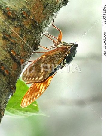 Summer image (Cicada/Brown cicada) 129031860