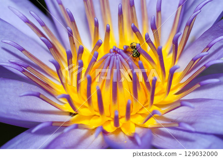 close up lotus flower yellow and purple color is so beautiful close up lotus flower yellow and purple color is so beautiful 129032000