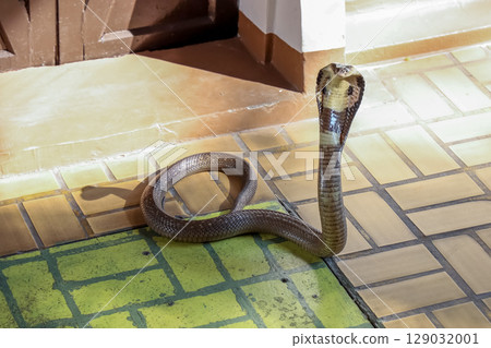 The Beautiful black Cobra snake on cement floor at thailand The Beautiful black Cobra snake on cement floor at thailand 129032001