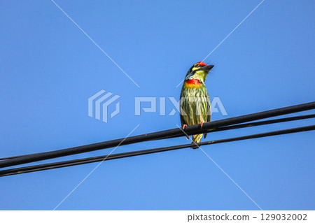 The Coppersmith Barbet bird is live in nature on power line at thailand The Coppersmith Barbet bird is live in nature on power line at thailand 129032002