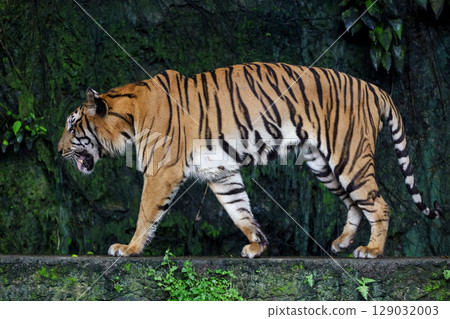 Close up Indochinese tiger is beautiful animal and dangerous Close up Indochinese tiger is beautiful animal and dangerous 129032003
