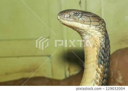 Close up head king cobra is dangerous snake at garden thailand Close up head king cobra is dangerous snake at garden thailand 129032004