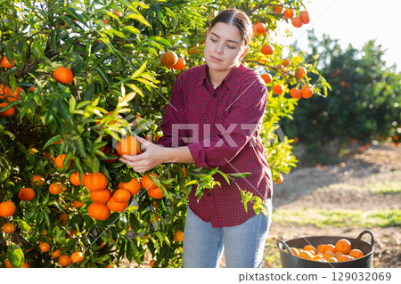 Female hired employee harvesting tangerines in garden 129032069