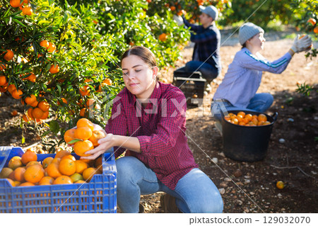 Three farmers pluck tangerines from trees and put the harvest in buckets and crates Three farmers pluck tangerines from trees and put the harvest in buckets and crates 129032070