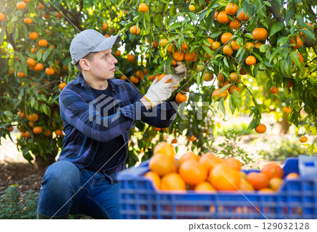 Farmer guy plucks tangerines, putting fruit in a crate Farmer guy plucks tangerines, putting fruit in a crate 129032128