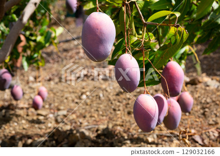 Ripe purple mangoes hanging on tree branches in garden Ripe purple mangoes hanging on tree branches in garden 129032166
