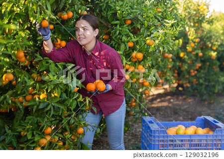 Positive busy young woman farmer worker harvesting local ripe tangerines in garden during sunny day Positive busy young woman farmer worker harvesting local ripe tangerines in garden during sunny day 129032196