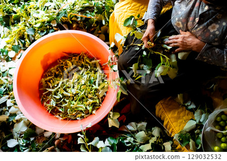 Elderly turkish female sorting harvesting linden Elderly turkish female sorting harvesting linden 129032532