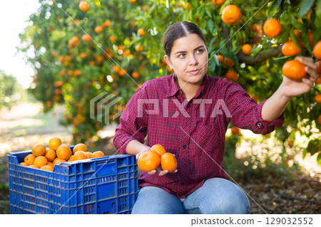 Hardworking farmer girl plucks ripe tangerines Hardworking farmer girl plucks ripe tangerines 129032552