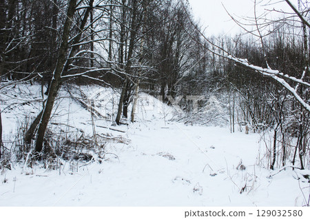 Forest winter landscape. Trees around a clearing in the forest. 129032580