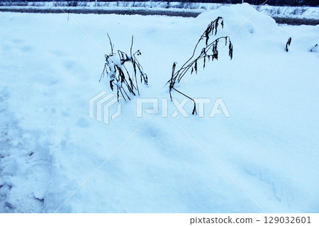 Dry branches of the plant stick out from under the snow. Wintering plants. Dry branches of the plant stick out from under the snow. Wintering plants. 129032601