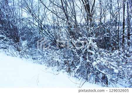 Snow-covered bushes in winter close-up. How trees and bushes hibernate. 129032605