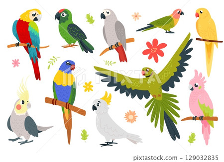 Cartoon parrots characters. Funny exotic birds sitting on branch and flying. Isolated tropical vibrant bird, cute parrot macaw, cockatoo, classy vector set 129032835