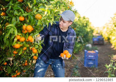 Concentrated European young male picking ripe organic mandarins in plastic container box in orchard or on farm 129032865