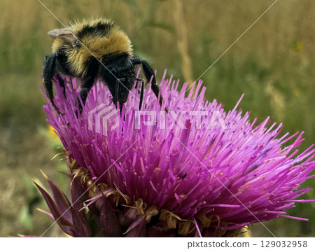 Close-Up of Bumblebee Pollinating a Vibrant Thistle Flower Close-Up of Bumblebee Pollinating a Vibrant Thistle Flower 129032958