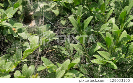 Hedge branches covered with cobwebs texture background  129033100