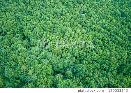 Top down flat aerial view of dark lush forest with green trees canopies in summer Top down flat aerial view of dark lush forest with green trees canopies in summer 129033243