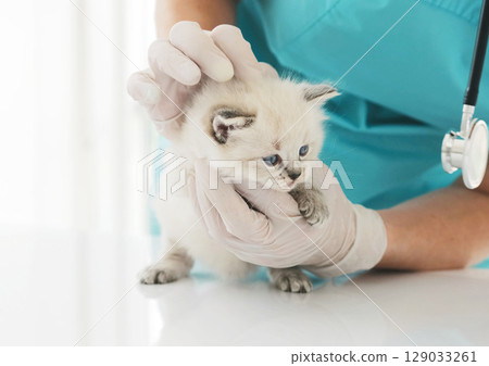 Ragdoll kitten and veterinarian Ragdoll kitten and veterinarian 129033261