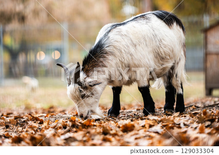 Beautiful Young Goat On An Outdoor Farm 129033304