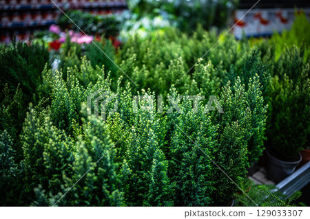 Decorative Coniferous Plants Are Sold In The Flower Section 129033307