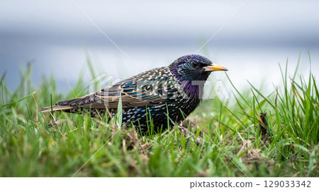 Beautiful Male Starling Singing Beautiful Male Starling Singing 129033342