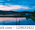 Sunset glowing in a paddy field 129033422