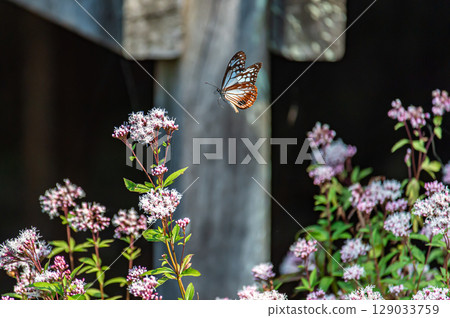 Asagi madara堅持富士Bakuma 129033759