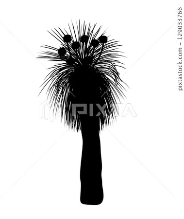Silhouette Kingia australis tree with flower vector isolated illustration. The Bullanock Grass tree in blossom, native Australian endemic flora Silhouette Kingia australis tree with flower vector isolated illustration. The Bullanock Grass tree in blossom, native Australian endemic flora 129033766