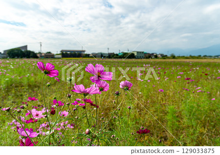 Toin Town Cosmos Field Toin Town Cosmos Field 129033875