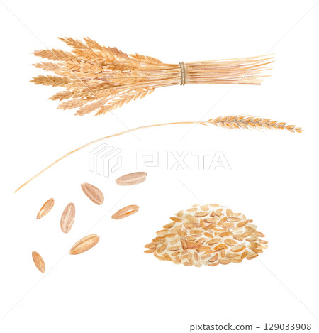 Wheat ear, scattered grains, wheat bunch, heap isolated on white background. Watercolor illustration set. Perfect for organic food design, bakery branding, eco packaging, agricultural themed projects 129033908