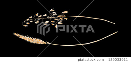 Two separate cereal ears, oat and wheat. Watercolor illustration set isolated on black. Hand painted minimal botanical elements for packaging, farm logos, eco design, or autumn-themed compositions Two separate cereal ears, oat and wheat. Watercolor illustration set isolated on black. Hand painted minimal botanical elements for packaging, farm logos, eco design, or autumn-themed compositions 129033911