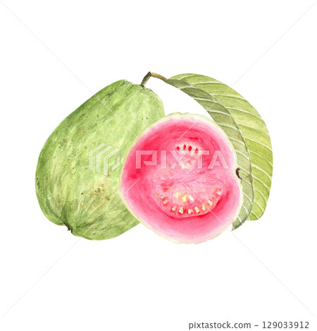 Whole green guava fruit with pink slice. Hand painted textured watercolor composition isolated on white. Perfect for summer cards, label, eco-friendly packaging, kitchen decor, tropical fruit branding Whole green guava fruit with pink slice. Hand painted textured watercolor composition isolated on white. Perfect for summer cards, label, eco-friendly packaging, kitchen decor, tropical fruit branding 129033912