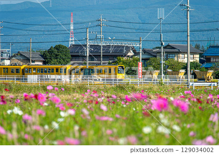 Sangi Railway passing through a field of cosmos 129034002