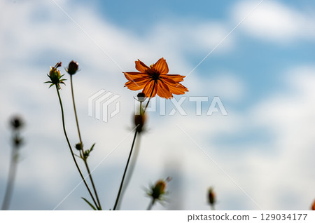 朝著藍天盛開的基巴納波斯菊 129034177
