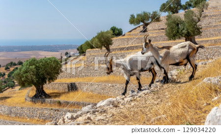 Two goats walk on ancient stone terraces with olive trees under blue sky. Mediterranean vibe. Generative AI. Two goats walk on ancient stone terraces with olive trees under blue sky. Mediterranean vibe. Generative AI. 129034220