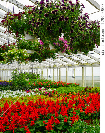 Bright Greenhouse with Hanging Petunia Baskets and Colorful Rows of Blooming Potted Flowers Bright Greenhouse with Hanging Petunia Baskets and Colorful Rows of Blooming Potted Flowers 129034900