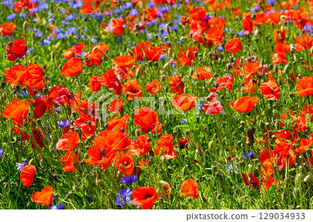 Blooming Field of Red Poppies and Blue Cornflowers in Full Summer Sunlight, Capturing Vibrant Nature Blooming Field of Red Poppies and Blue Cornflowers in Full Summer Sunlight, Capturing Vibrant Nature 129034933