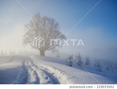 Serene winter scene with solitary tree covered in frost, standing in snowy field under clear blue sky. Tracks in snow lead towards tree, with backdrop of misty mountains and small snow-covered pines. 129035002